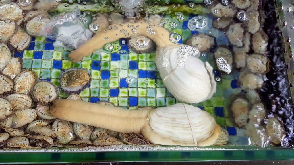 2 pacific geoducks in a tank with other small clams, weird world food