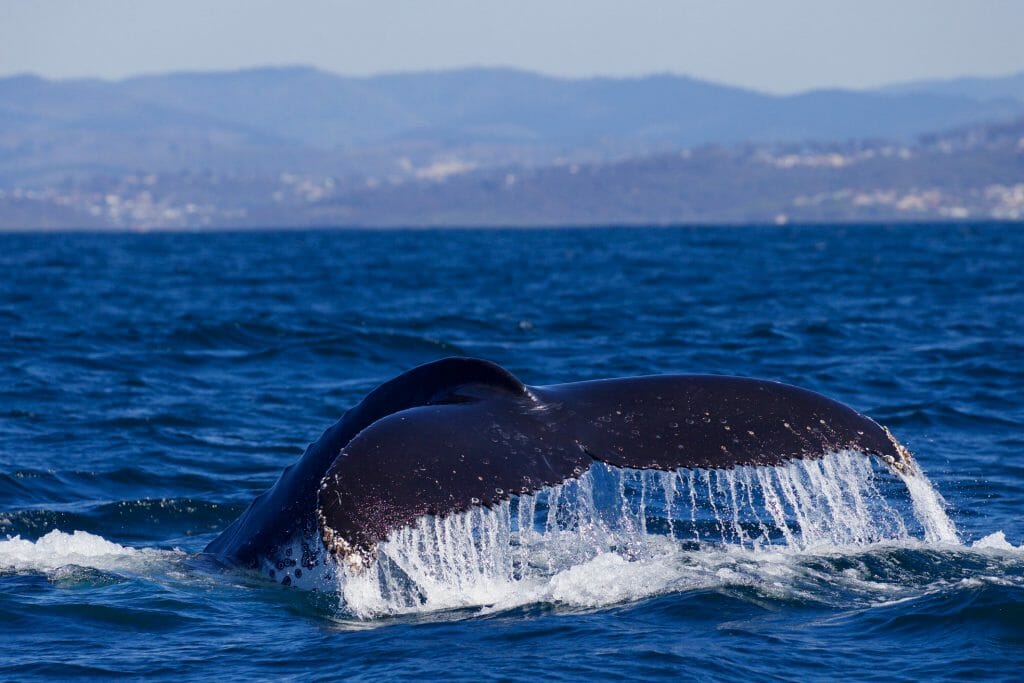 Merimbula Marina Whale watching. Picture: Facebook