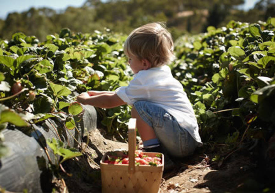 What to do in the Adelaide Hills with kids