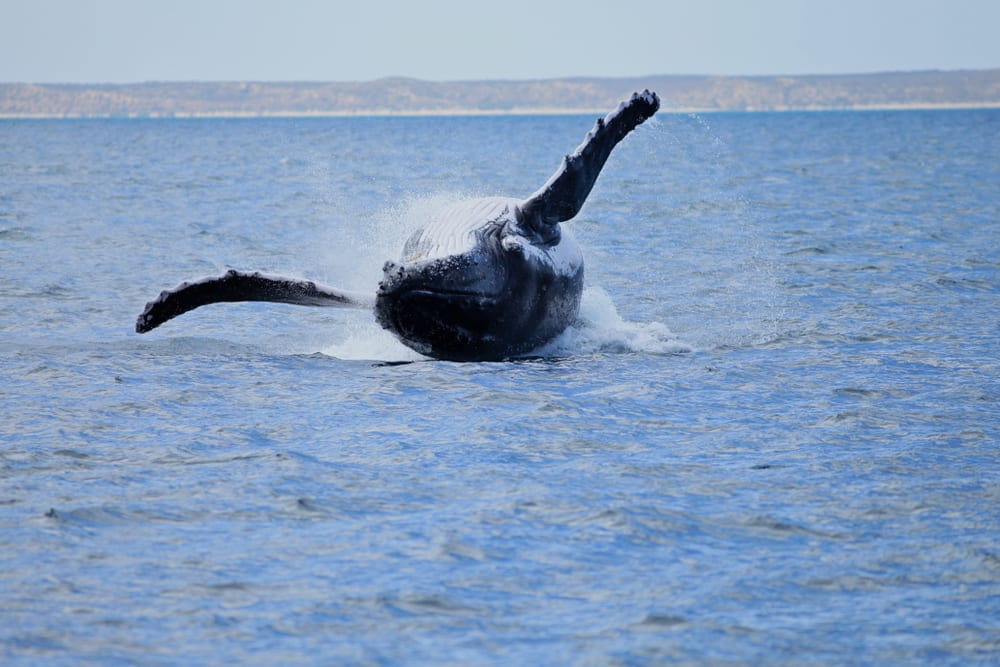 Humpback whale breaching Coral Bay Western Australia