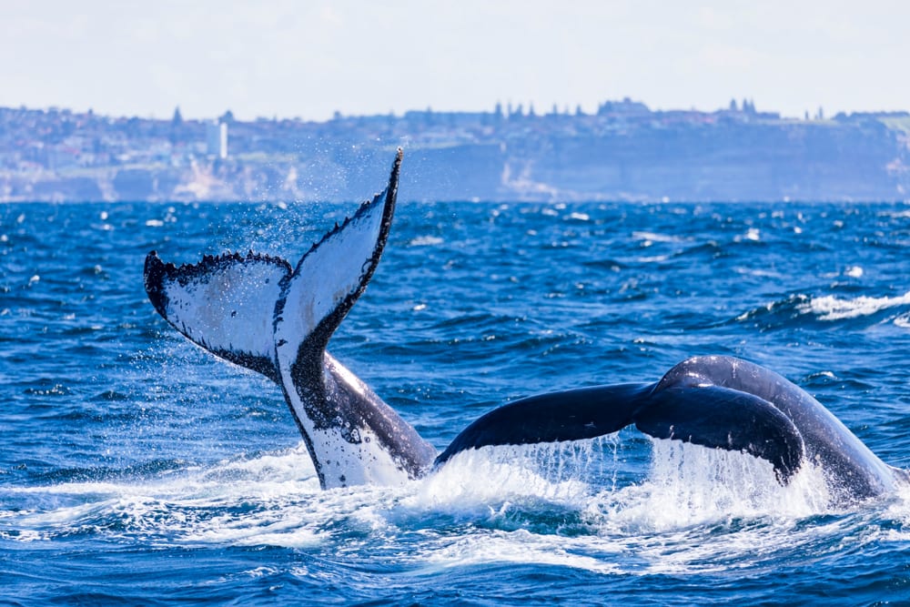 Tail slapping and diving humpback whales. Dual whale tails of humpback whales on the northern migration, Sydney, Australia