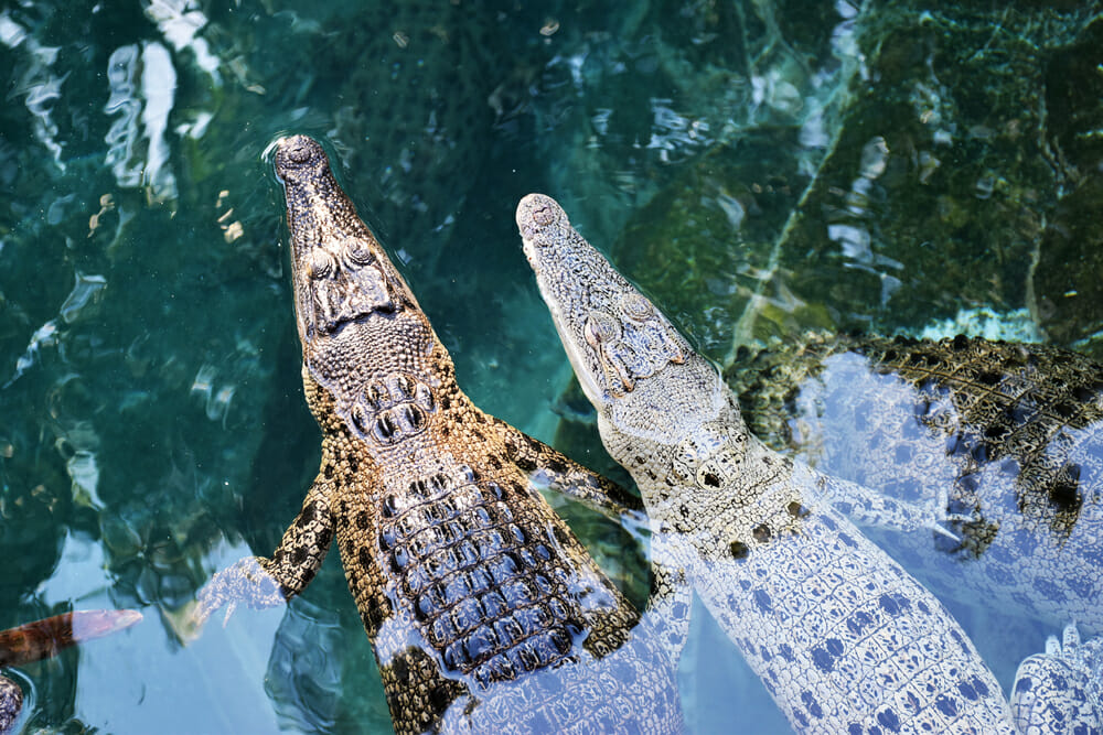 Crocodiles Darwin with kids