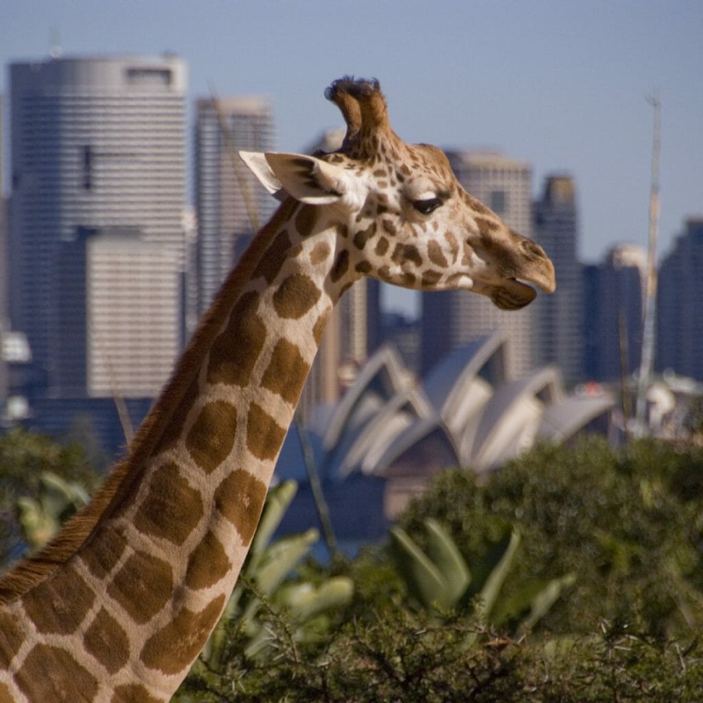 giraffe at taronga zoo with sydney skyline behind