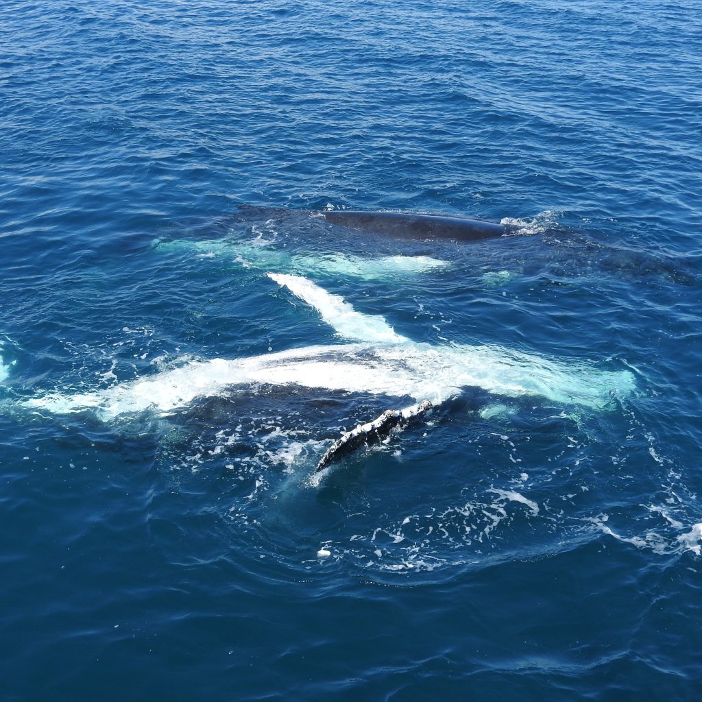 humpback whale off the NSW South Coast