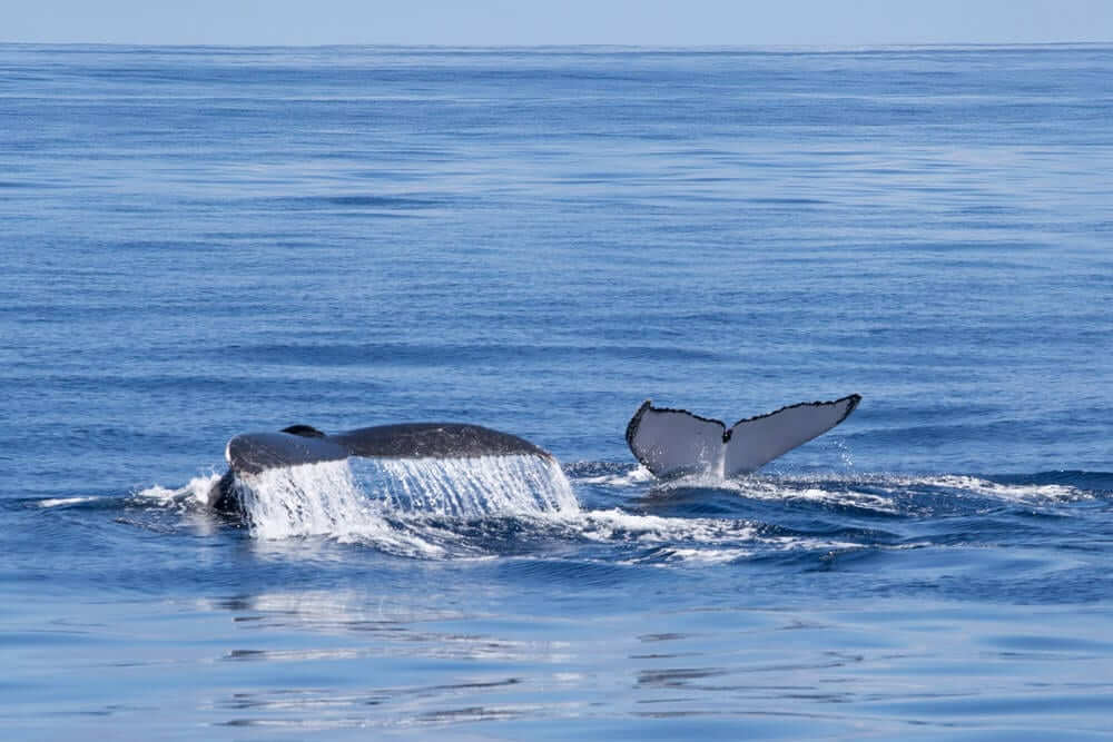 Everything you need to know about Aussie whale-watching
