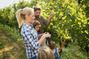 Family picking grapes in a vineyard.