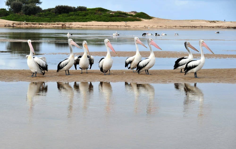A group of pelicans gather on sand flat