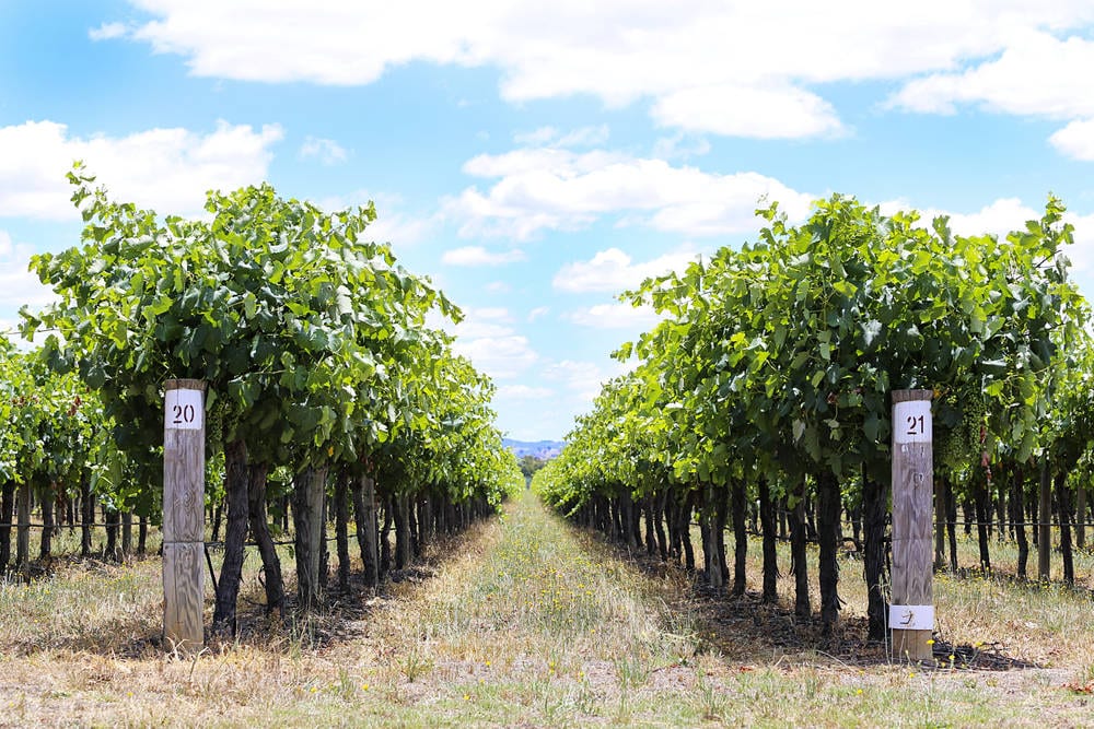 Looking down a row of grape vines in Mudgee, NSW