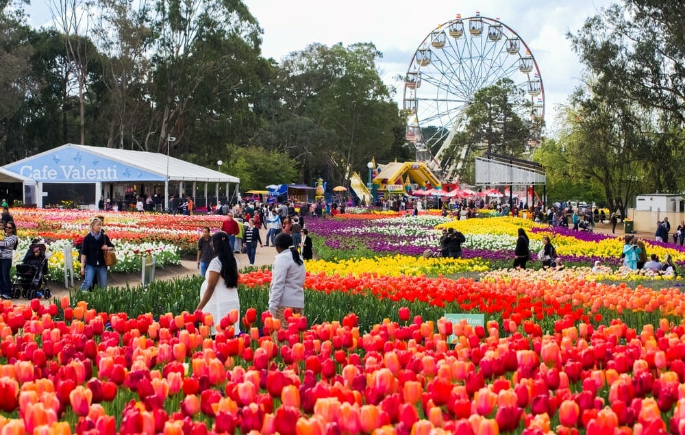 Fields of tulips with Ferris wheel in background at Canberra Floriade school holidays