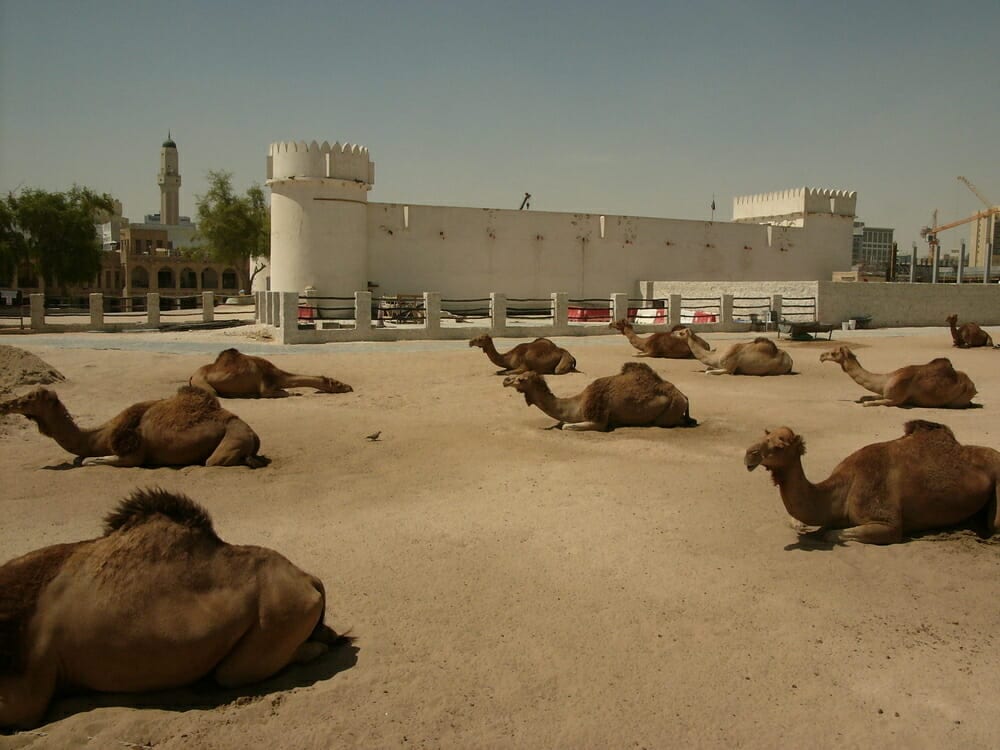Rows of camels outside the white Doha fort