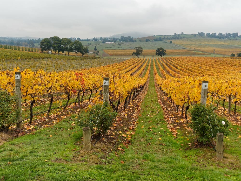 Yarra Valley vineyards