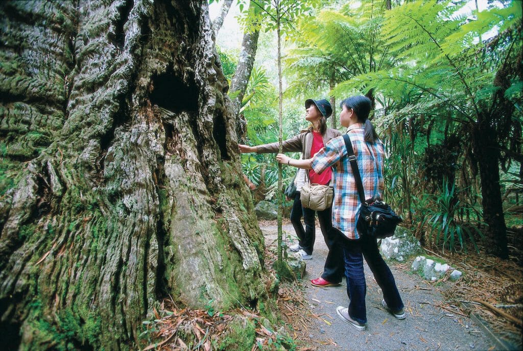 tourists look at old tree in Springbrook National Park