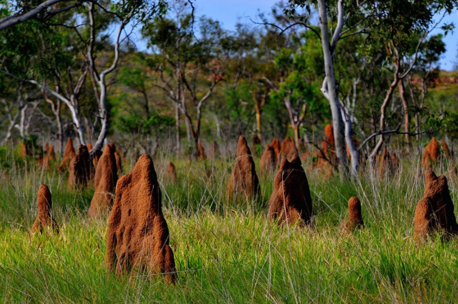 Magnetic Termite Mounds in the Litchfield National Park