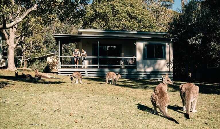 Kangaroos eating outside a cabin, two people on balcony