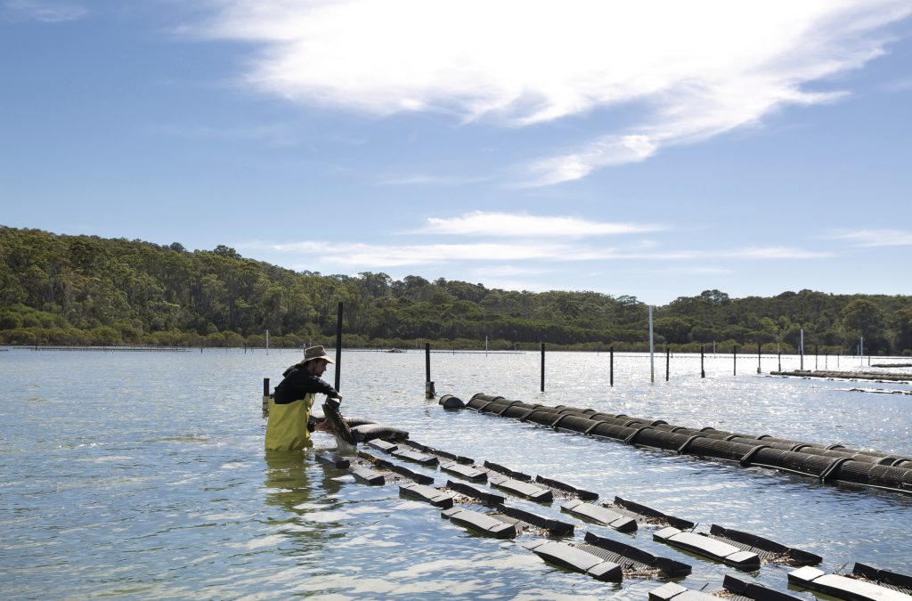 Farmer at Tathra Oysters in the Nelsons Lake estuary where their award-winning Sydney Rock Oysters are grown.