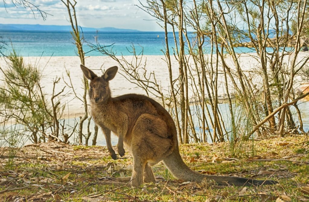 Jervis Bay kangaroo