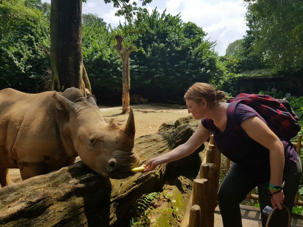 Woman feeding rhino at Singapore Zoo