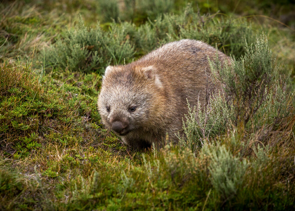 A bare nosed wombat