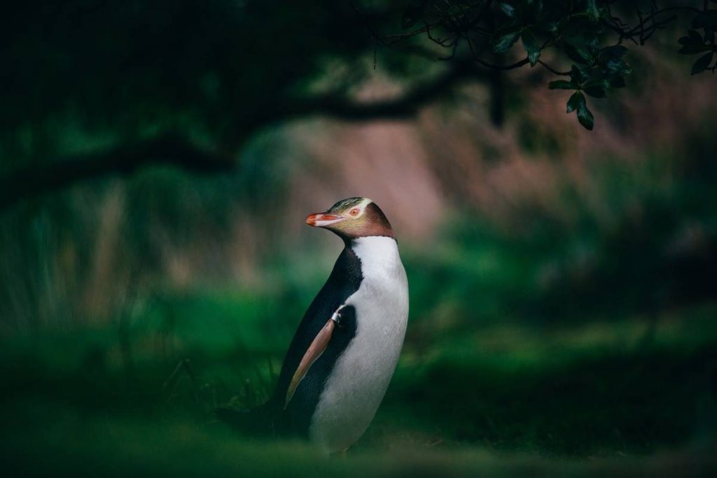 Rare Little Penguins on the Otago Peninsula New Zealand