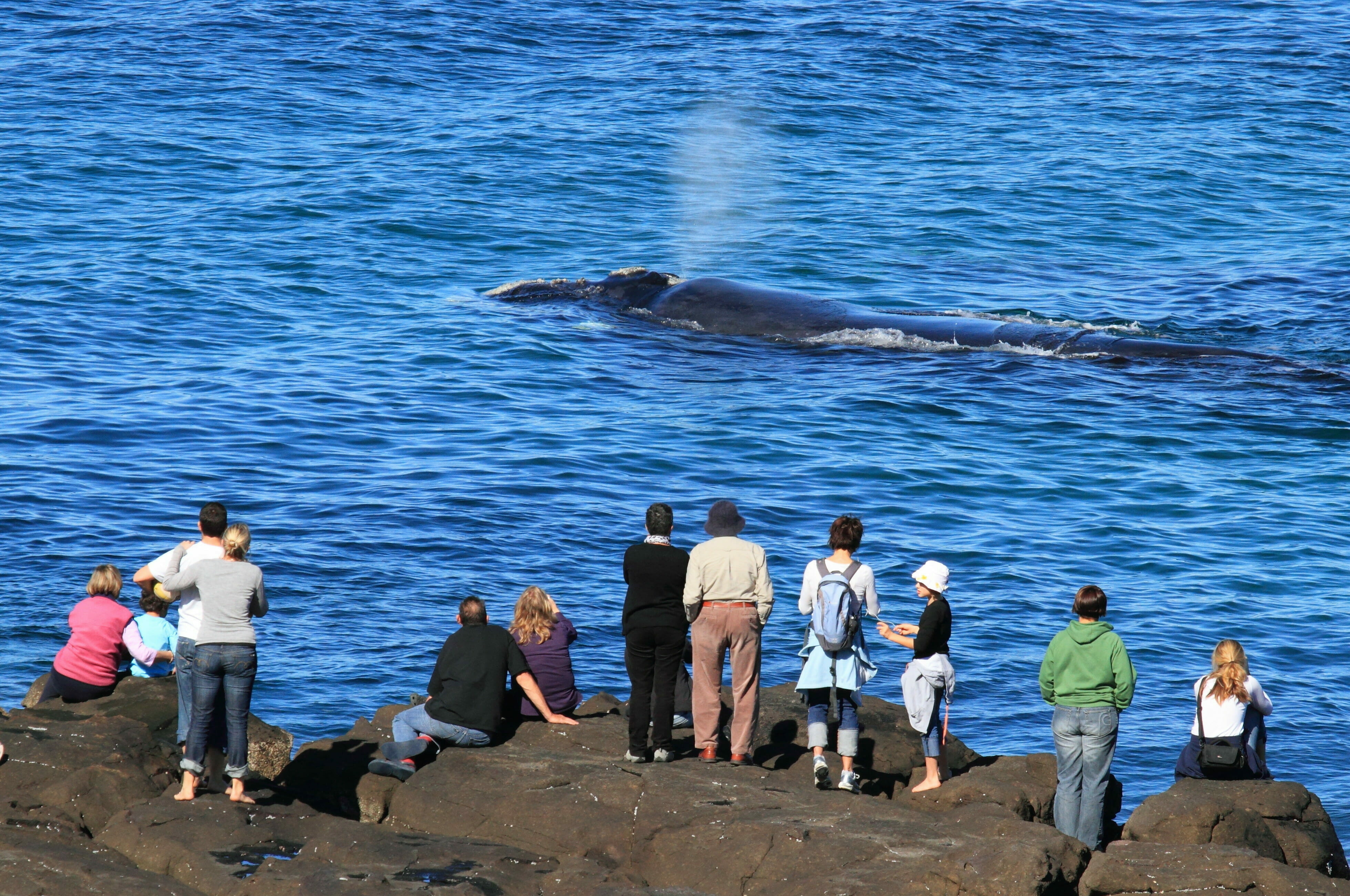 Whale watching near South Broulee, Eurobodalla, South Coast | Batemans Bay