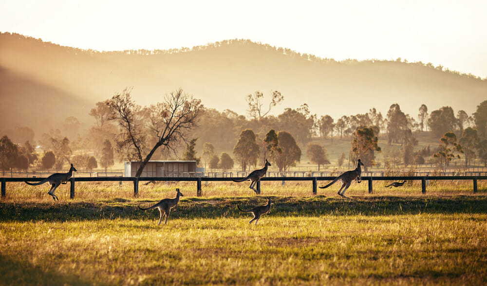 The Hunter Valley New South Wales, Australia.