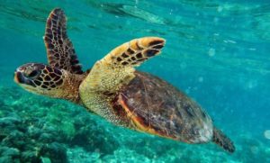 Swimming with turtles in New Caledonia