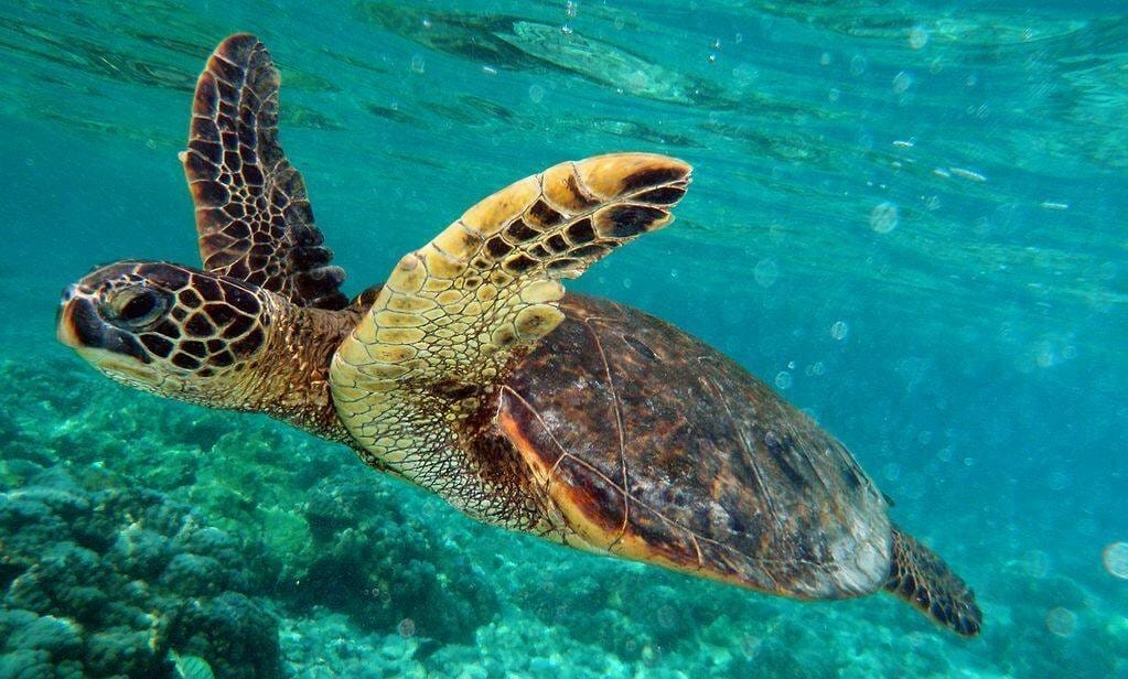 Swimming with turtles in New Caledonia