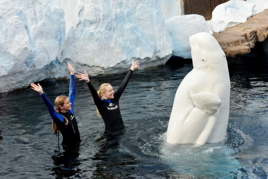Wild Arctic includes encounters with beluga whales. Picture: Mike Aguilera / SeaWorld