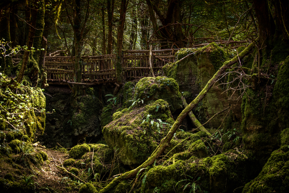 Wooden bridge in Puzzlewood, forest of Dean