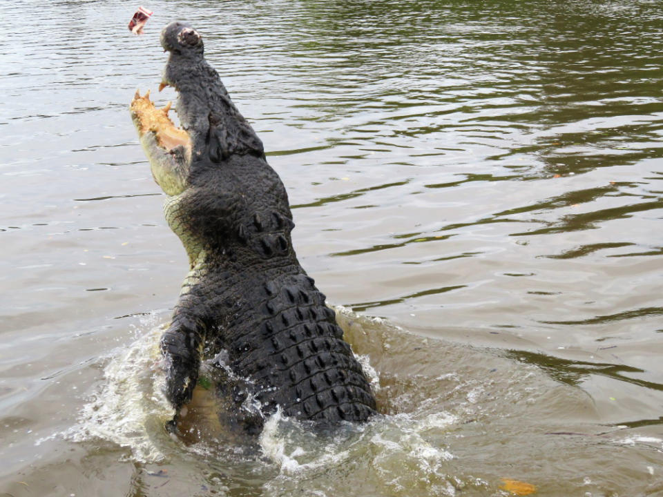 The jumping crocodile cruise