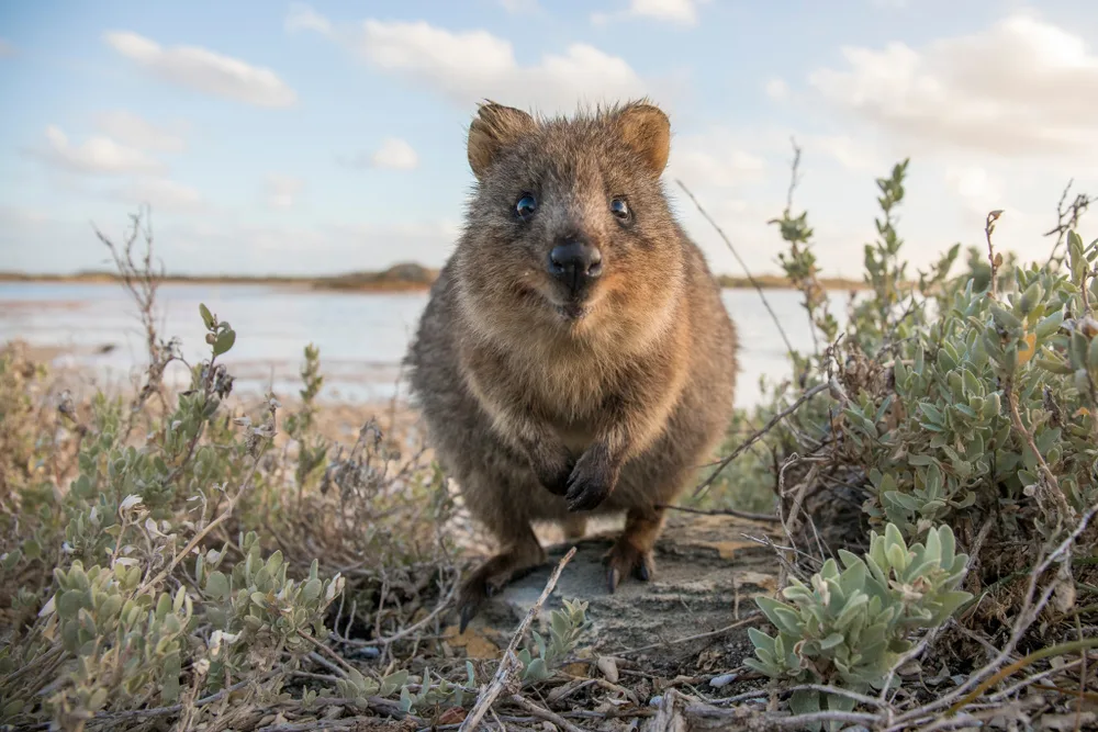 Where to find Australia's iconic native animals | Quokkas, Koalas and more