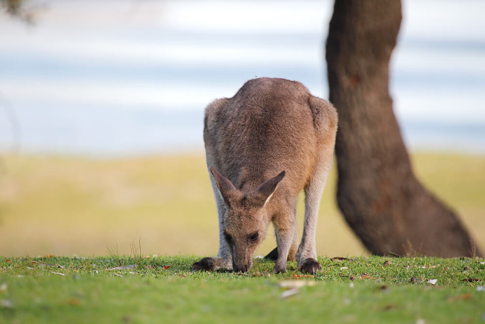 Top Aussie beach wildlife encounters