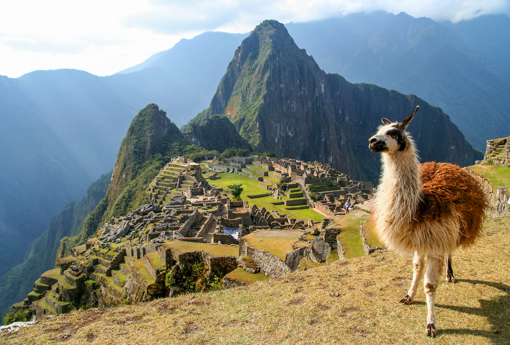 Machu Picchu Peru Llama