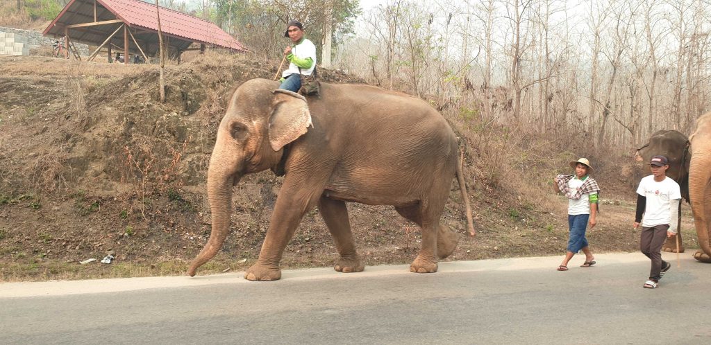 Elephants in Luang Prabang Laos