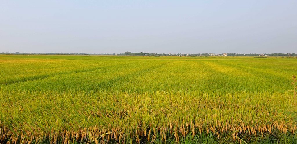 Rice fields in Hue Vietnam