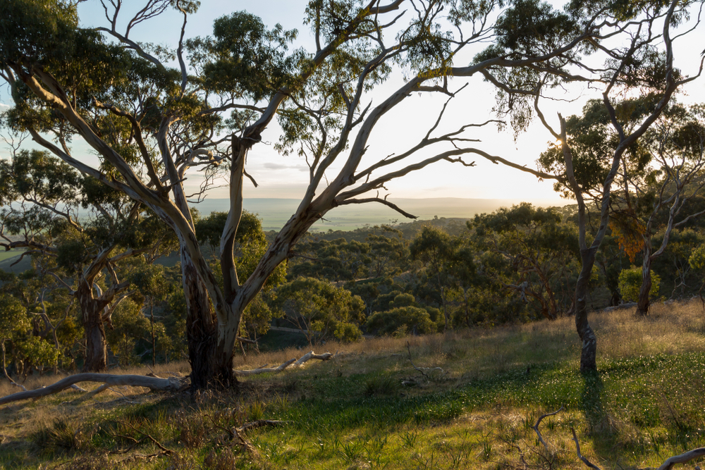 South Australia wine regions