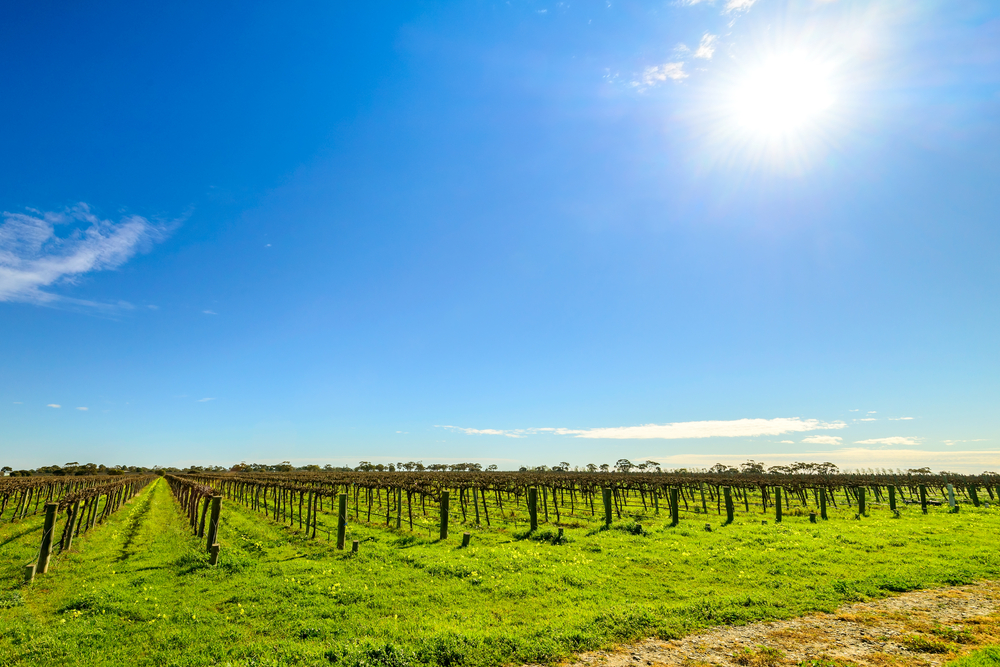 South Australia wine regions