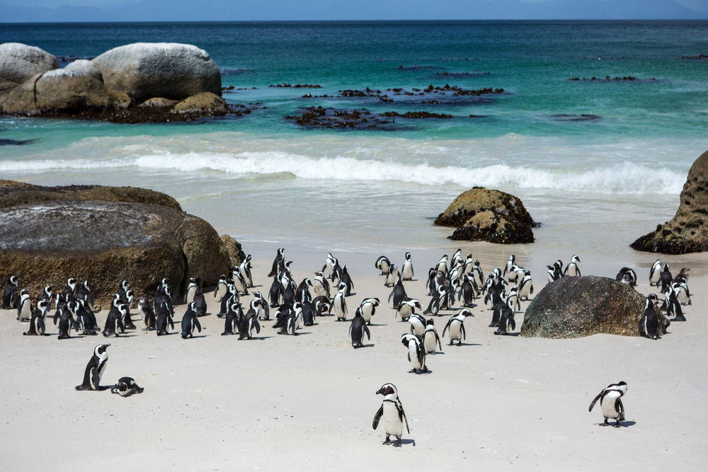 Boulders Beach South Africa