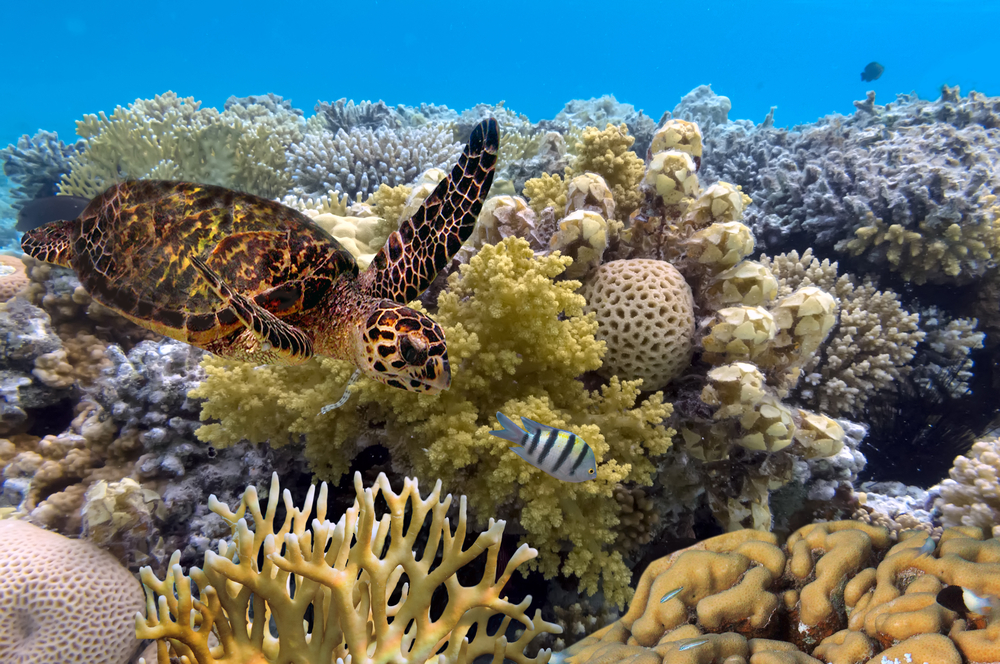 Great Barrier Reef school holidays