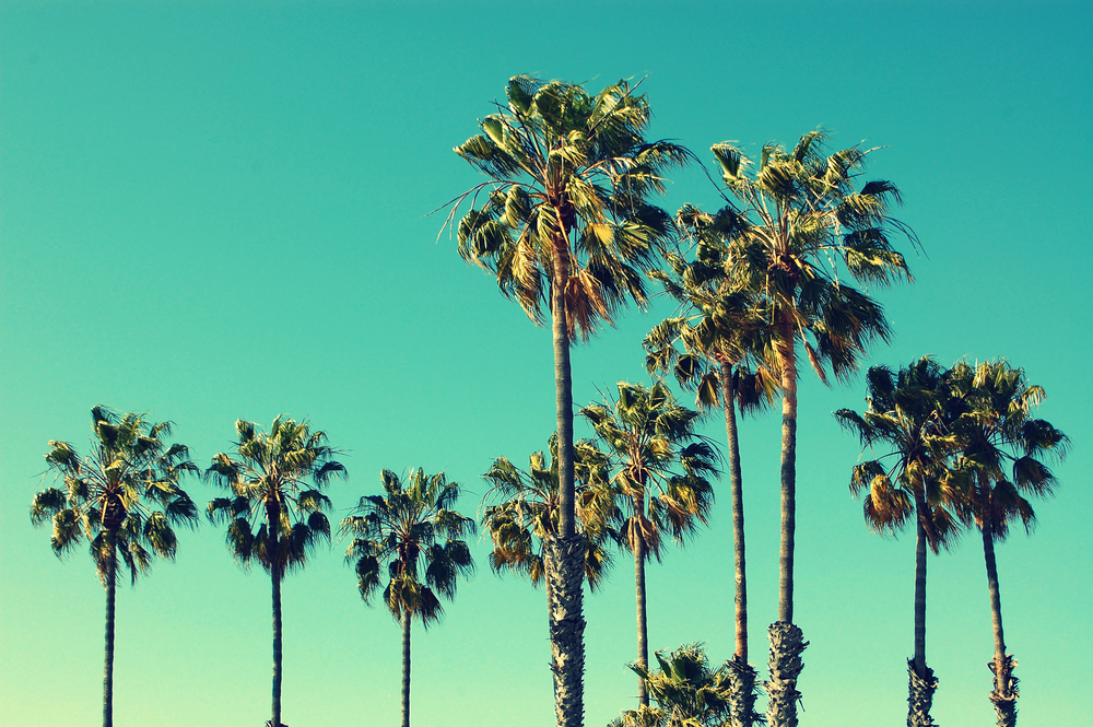 Santa Monica LA palm trees