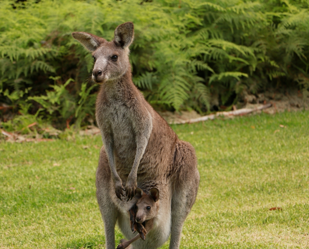 A female kangaroo at Booderee near Jervis Bay with a joey in her pouch