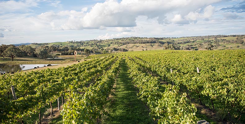 Ross Hill Wines. Orange winery vineyards