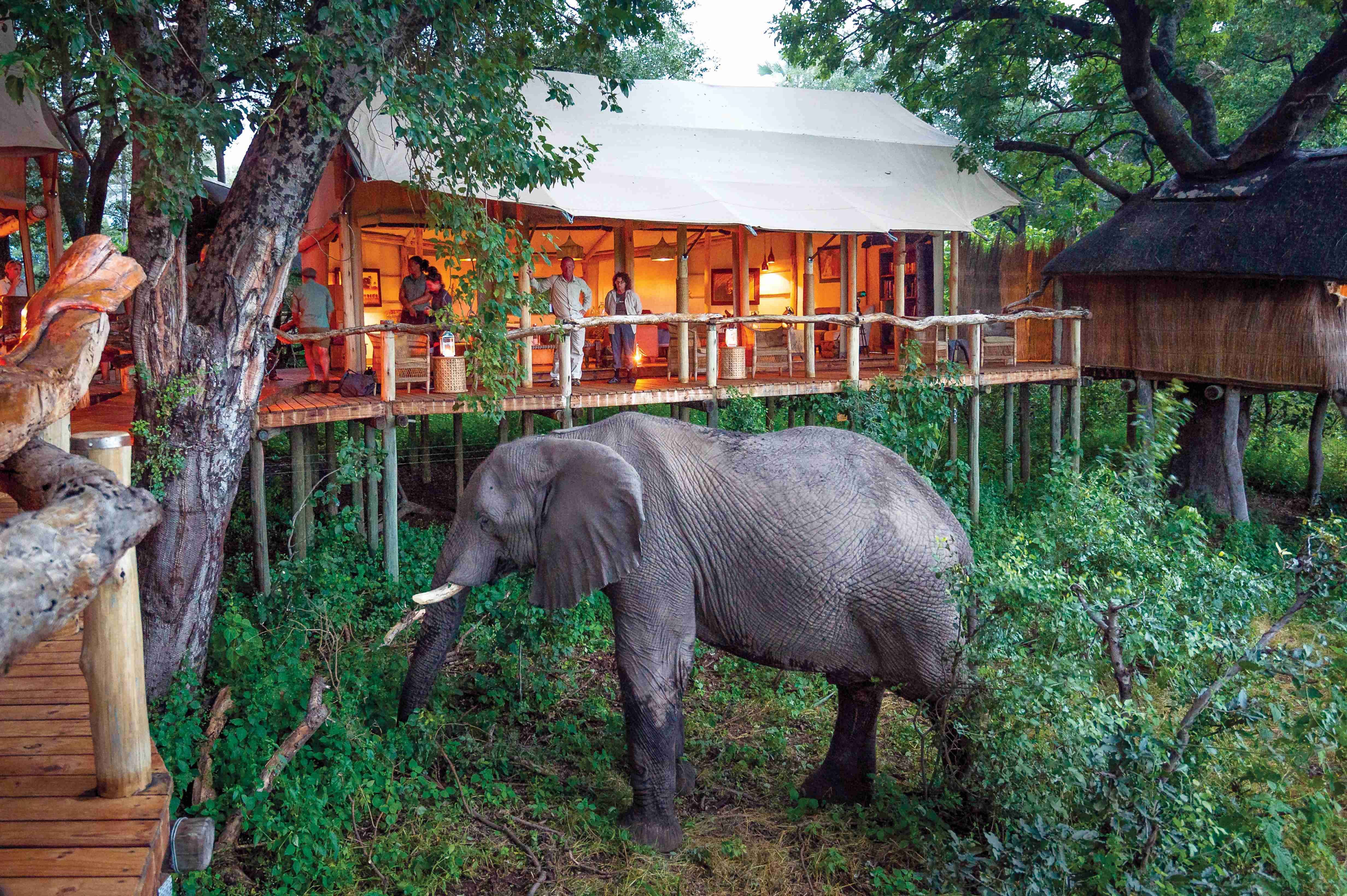 Tubu Tree camp Botswana Safari