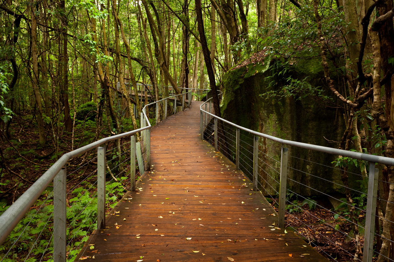 Rainforest floor blue mountains walk