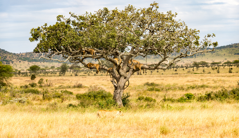 The Serengeti in Tanzania