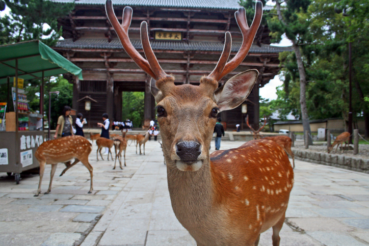 Japan Nara Park