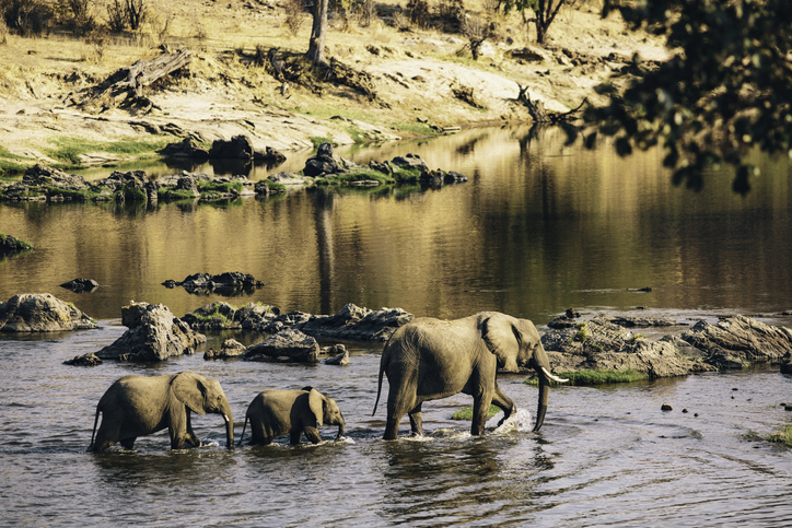 Wild elephants in Tanzania