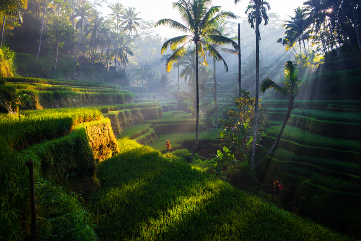 Bali rice terraces