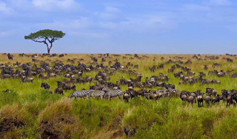 Wilderbeast on the Serengeti
