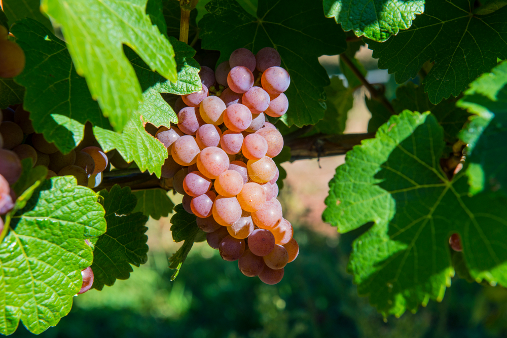 Traminer grapes orange wineries